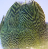 pintal flank highlander green Natural Spirit